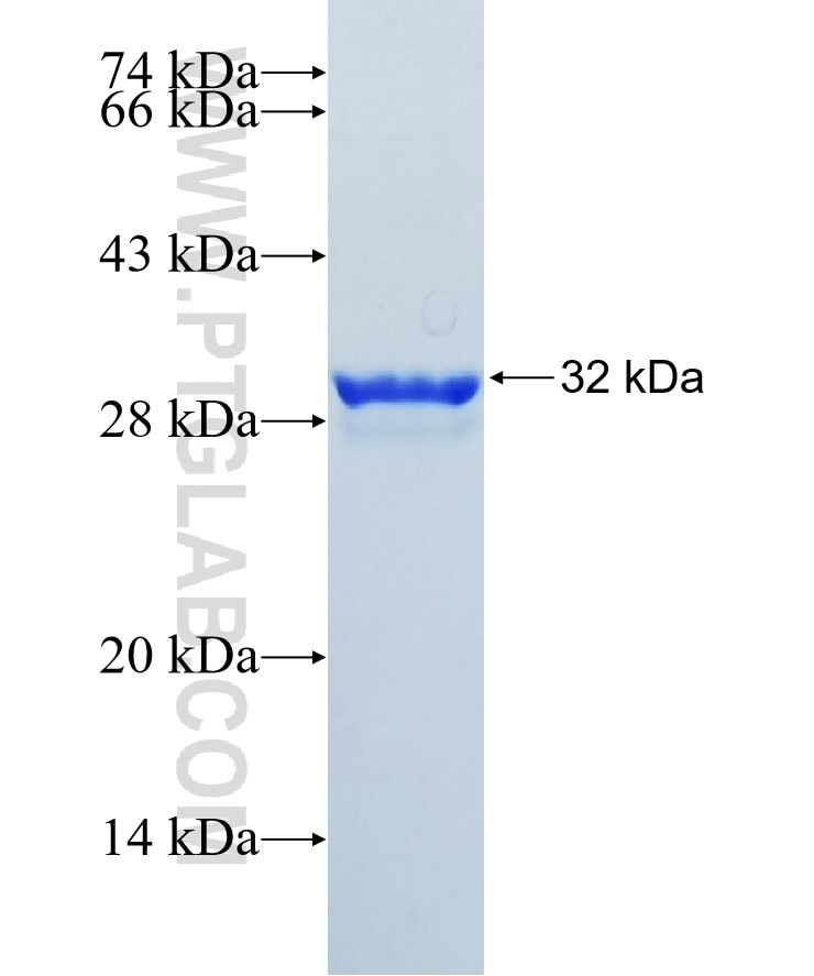 FOLR1 fusion protein Ag19959 SDS-PAGE