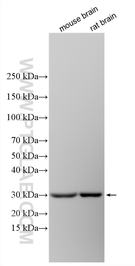 WB analysis using 34328-1-AP (same clone as 34328-1-PBS) Western Blot (WB) analysis of various lysates using FOLR2 Polyclonal antibody (34328-1-AP)