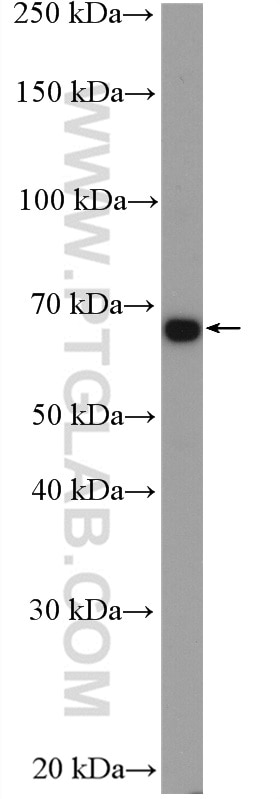 Western Blot (WB) analysis of RAW 264.7 cells using c-Fos Polyclonal antibody (26192-1-AP)