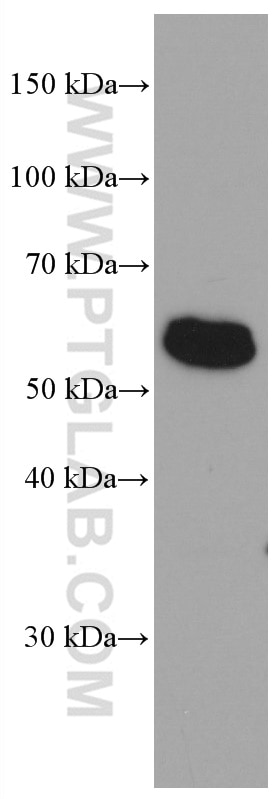 Western Blot (WB) analysis of HeLa cells using c-Fos Monoclonal antibody (66590-1-Ig)