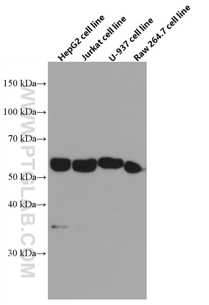 Western Blot (WB) analysis of various lysates using c-Fos Monoclonal antibody (66590-1-Ig)