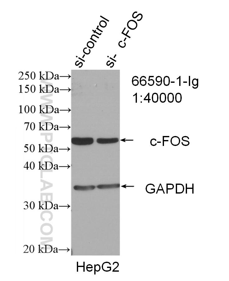 Western Blot (WB) analysis of HepG2 cells using c-Fos Monoclonal antibody (66590-1-Ig)