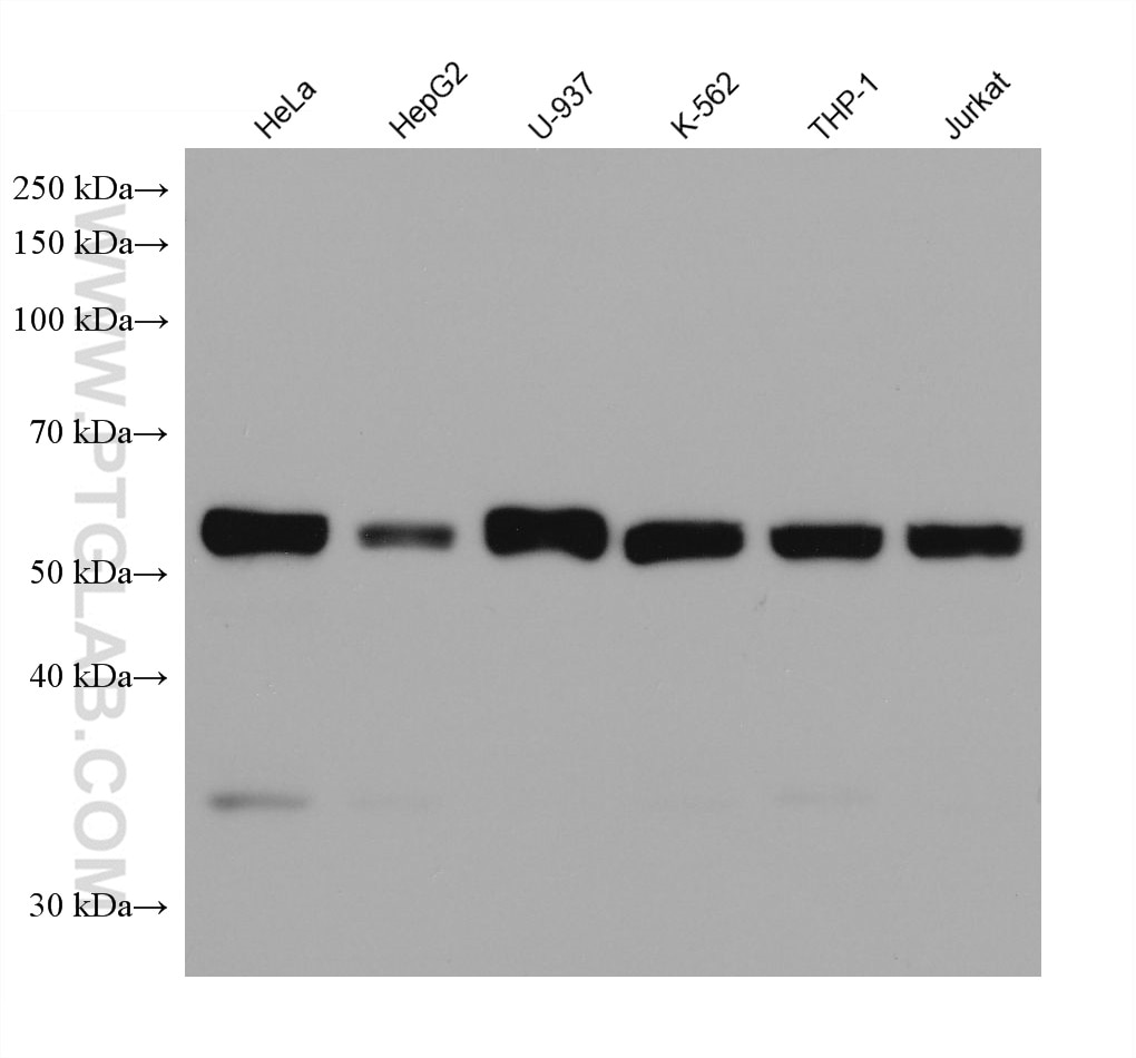 Western Blot (WB) analysis of various lysates using c-Fos Monoclonal antibody (66590-1-Ig)