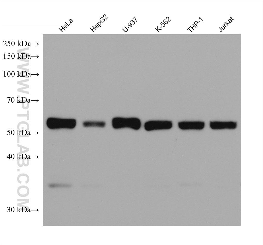 WB analysis using 66590-1-Ig