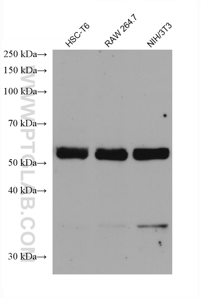 Western Blot (WB) analysis of various lysates using c-Fos Monoclonal antibody (66590-1-Ig)