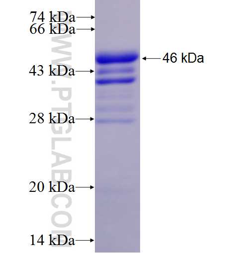 FOS fusion protein Ag24340 SDS-PAGE
