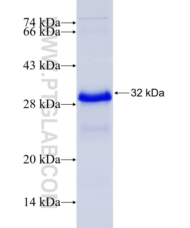 FOS fusion protein Ag24357 SDS-PAGE