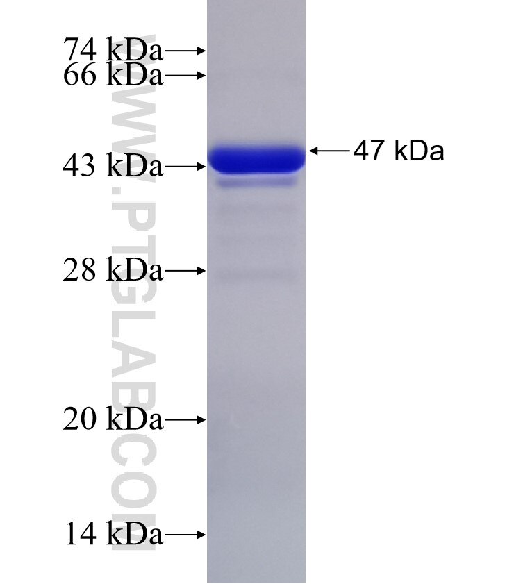 FOS fusion protein Ag32649 SDS-PAGE FOS fusion protein Ag32649 SDS-PAGE