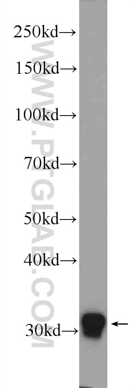 Western Blot (WB) analysis of MCF-7 cells using FOSL2 Polyclonal antibody (15832-1-AP)