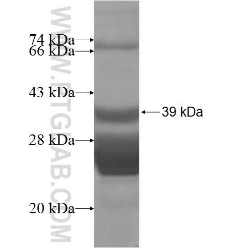 FOSL2 fusion protein Ag8397 SDS-PAGE