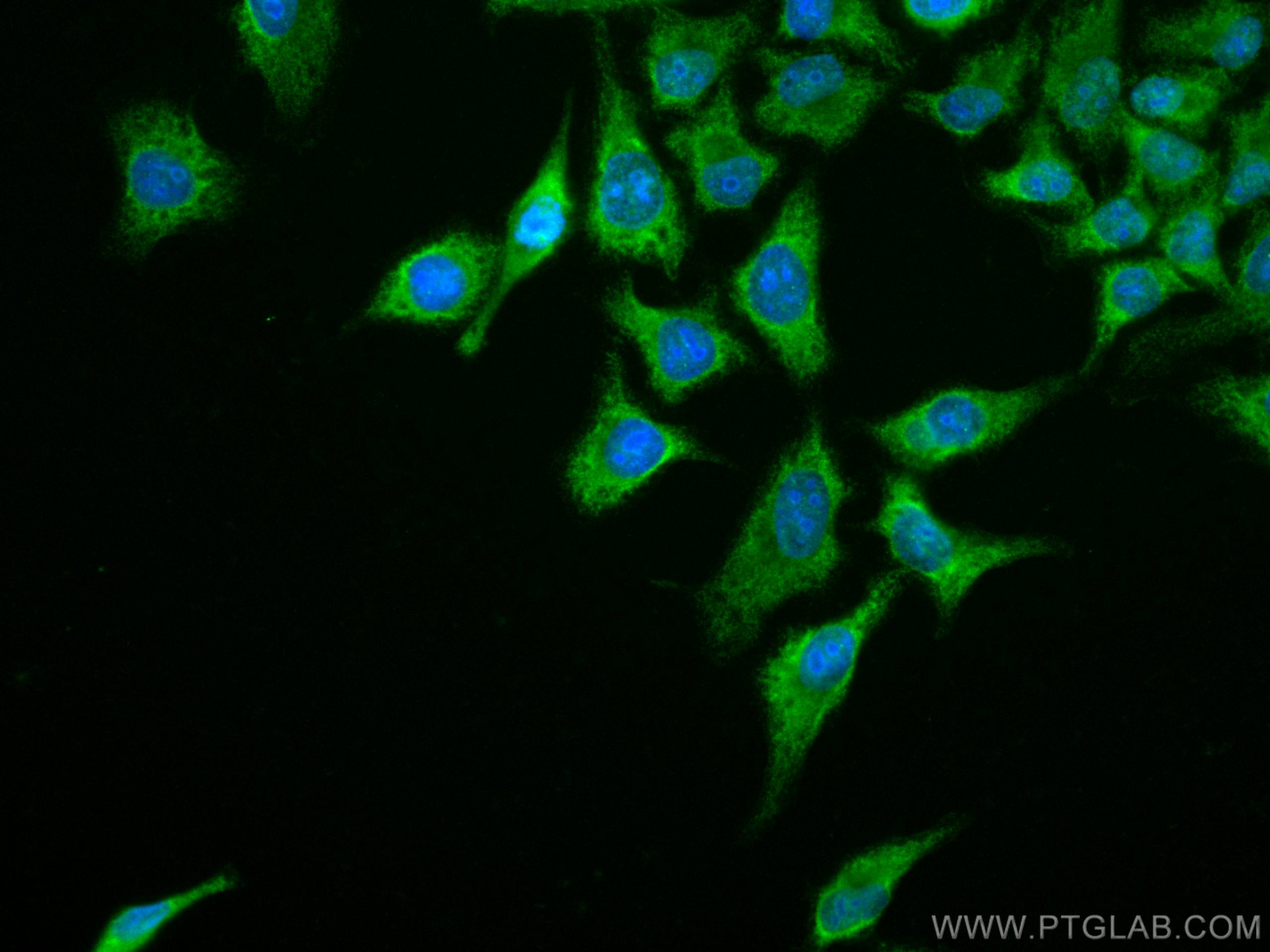 IF Staining of HepG2 using CL488-66976