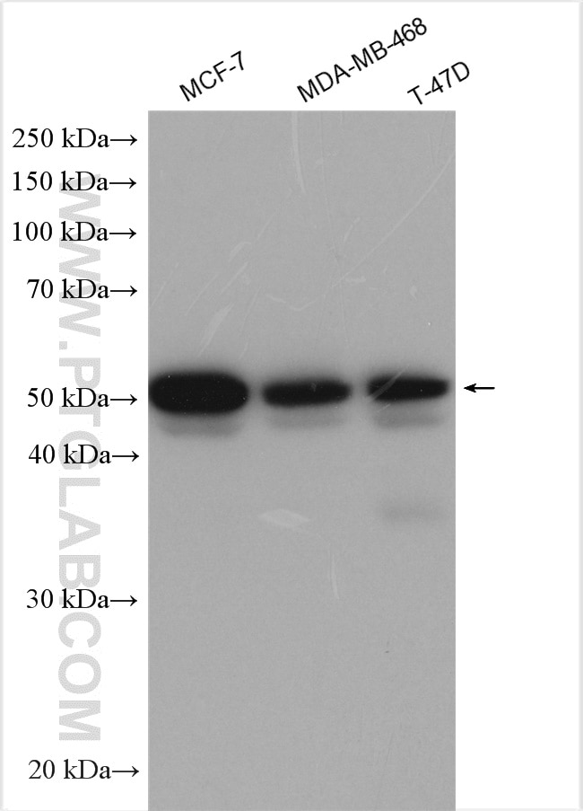 Western Blot (WB) analysis of various lysates using FOXA1 Polyclonal antibody (20411-1-AP)