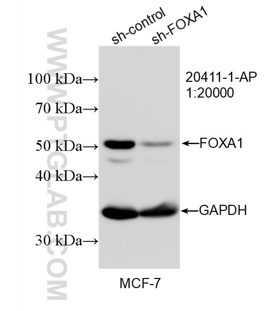 Western Blot (WB) analysis of MCF-7 cells using FOXA1 Polyclonal antibody (20411-1-AP)