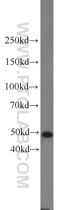 Western Blot (WB) analysis of HepG2 cells using FOXA1 Polyclonal antibody (20411-1-AP)