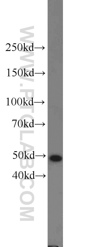 WB analysis of HepG2 using 20411-1-AP