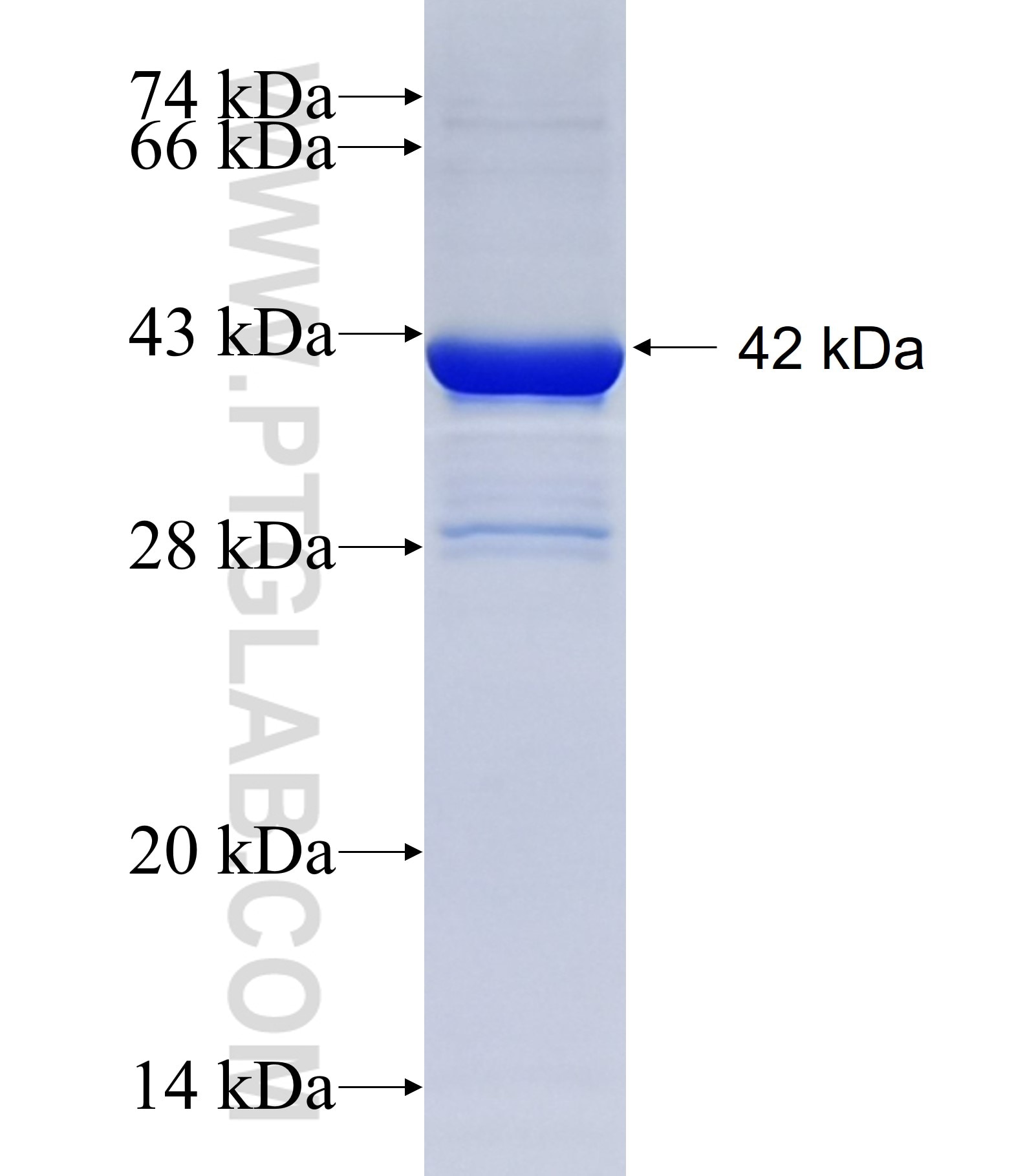 FOXA1 fusion protein Ag14243 SDS-PAGE