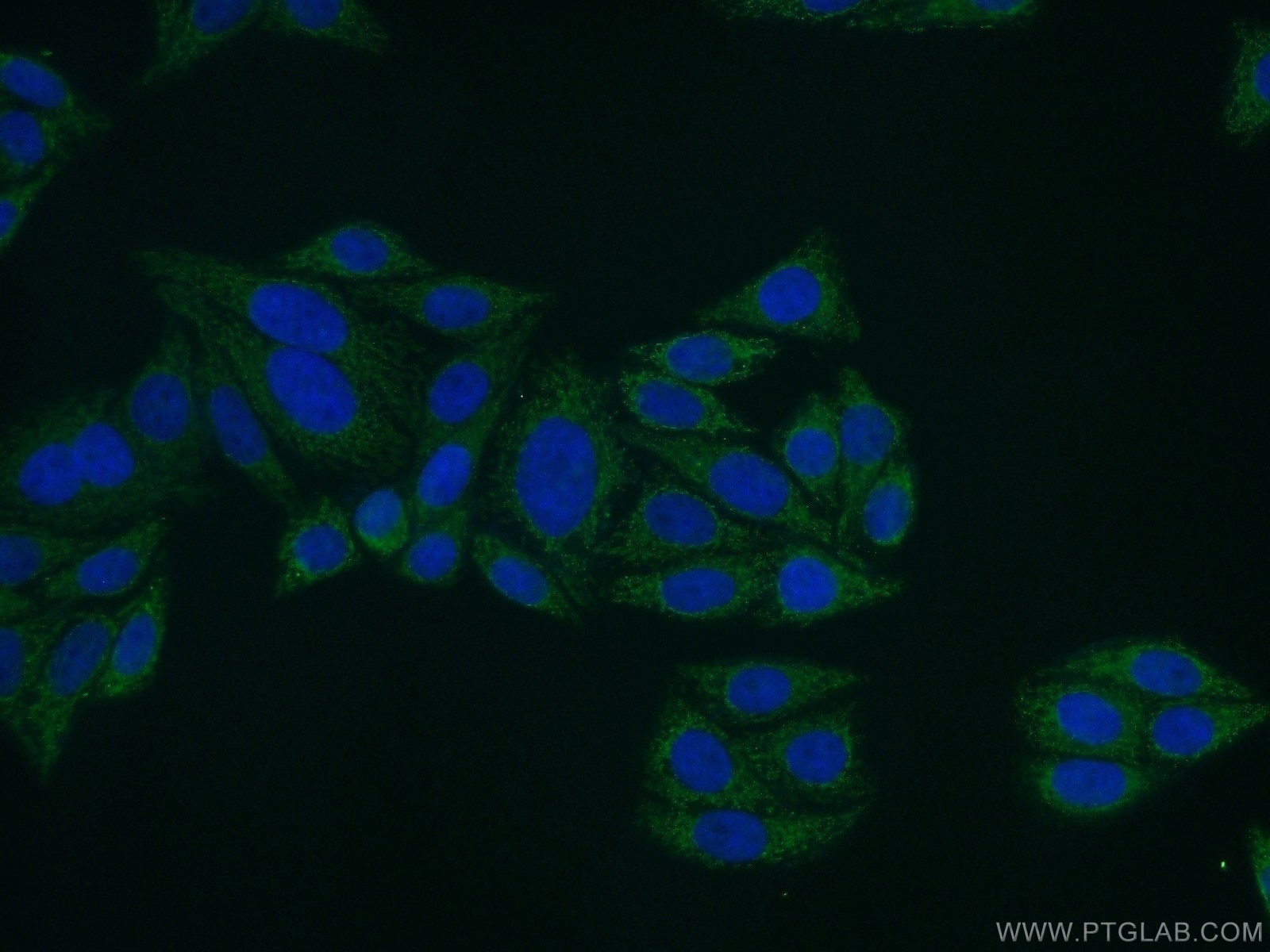 Immunofluorescence (IF) / fluorescent staining of HepG2 cells using FOXA2 Polyclonal antibody (22474-1-AP)