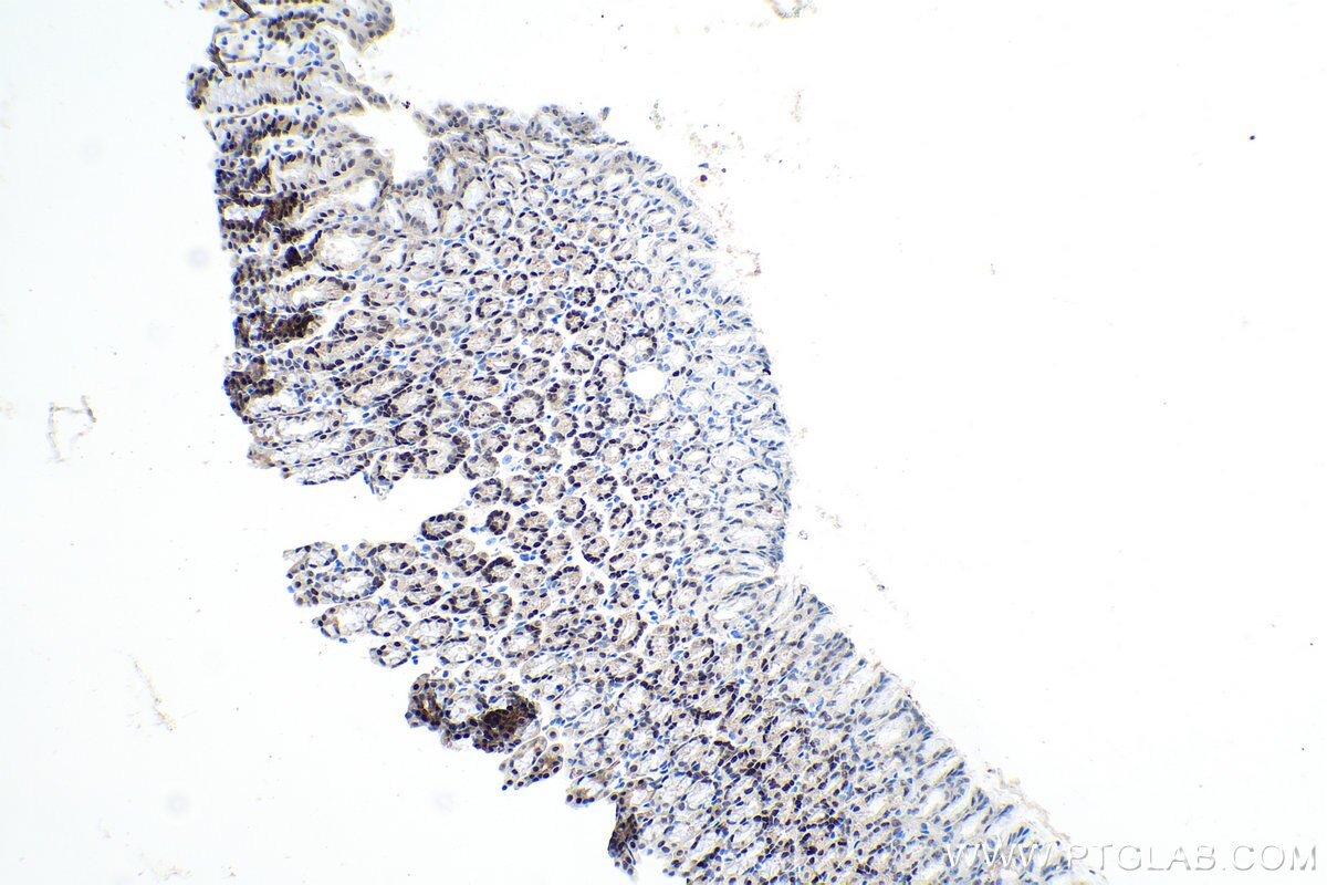 Immunohistochemistry (IHC) staining of rat stomach tissue using FOXA2 Polyclonal antibody (22474-1-AP)