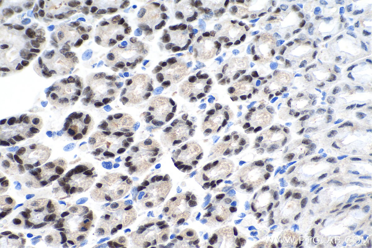 Immunohistochemistry (IHC) staining of rat stomach tissue using FOXA2 Polyclonal antibody (22474-1-AP)