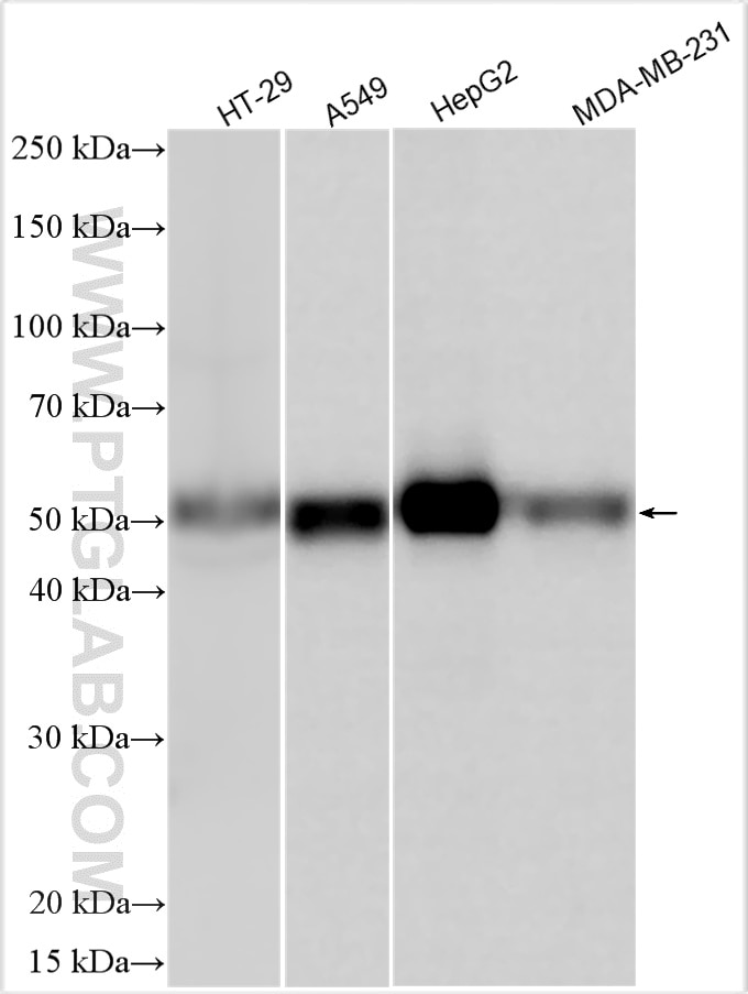 Western Blot (WB) analysis of various lysates using FOXA2 Polyclonal antibody (22474-1-AP)