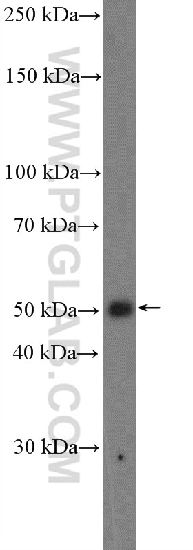 Western Blot (WB) analysis of A549 cells using FOXA2 Polyclonal antibody (22474-1-AP)