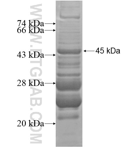 FOXA3 fusion protein Ag14113 SDS-PAGE