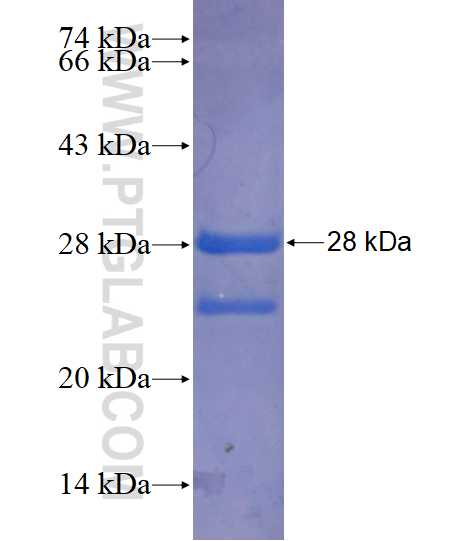 FOXA3 fusion protein Ag14503 SDS-PAGE