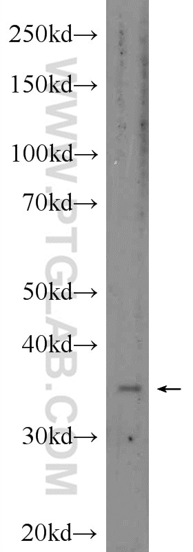 Western Blot (WB) analysis of HepG2 cells using FOXB1 Polyclonal antibody (24285-1-PBS)