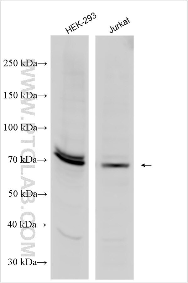 Western Blot (WB) analysis of various lysates using FOXC1 Polyclonal antibody (30082-1-AP)