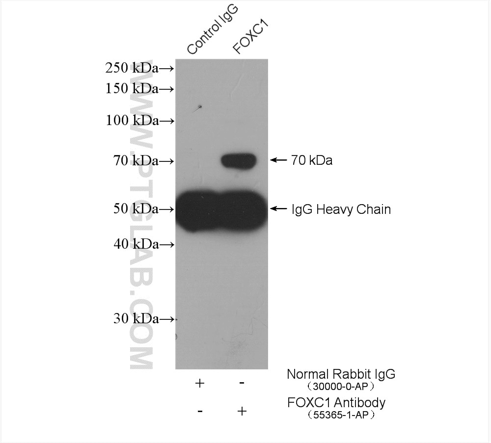 Immunoprecipitation (IP) experiment of HepG2 cells using FOXC1 Polyclonal antibody (55365-1-AP)