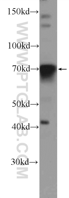 WB analysis of HEK-293 using 55365-1-AP