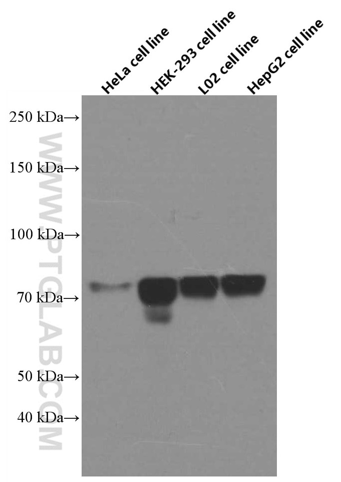 Western Blot (WB) analysis of various lysates using FOXC1 Monoclonal antibody (66568-1-Ig)