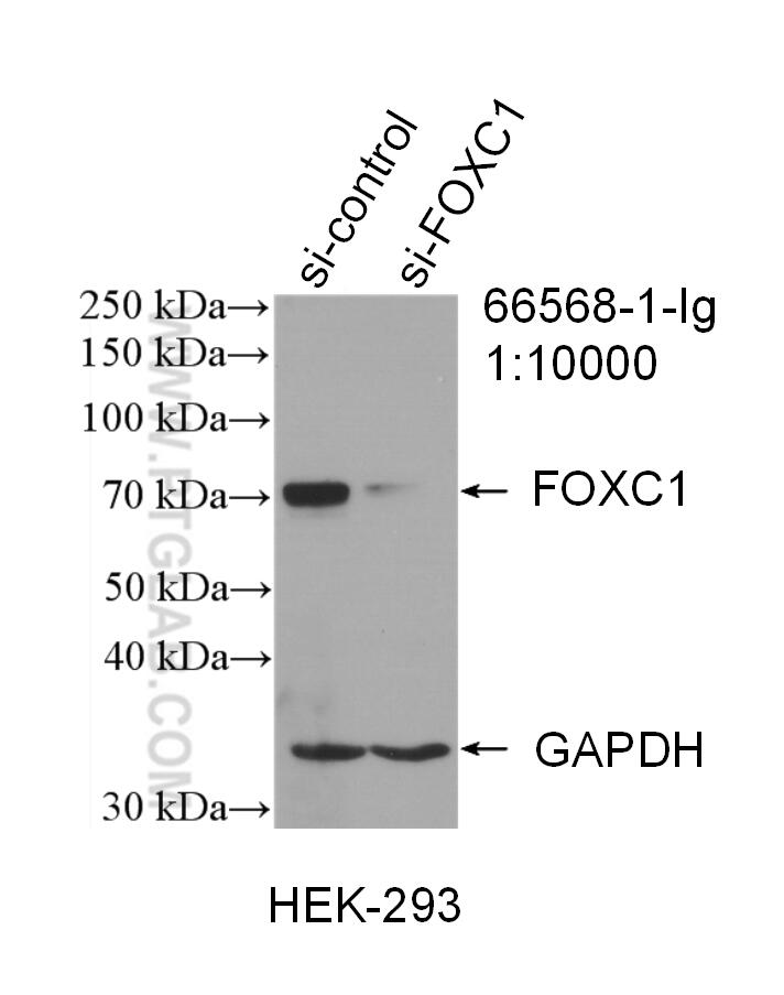 Western Blot (WB) analysis of HEK-293 cells using FOXC1 Monoclonal antibody (66568-1-Ig)