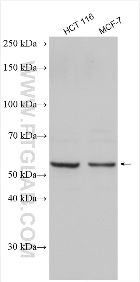 Western Blot (WB) analysis of various lysates using FOXC2 Polyclonal antibody (23066-1-AP)