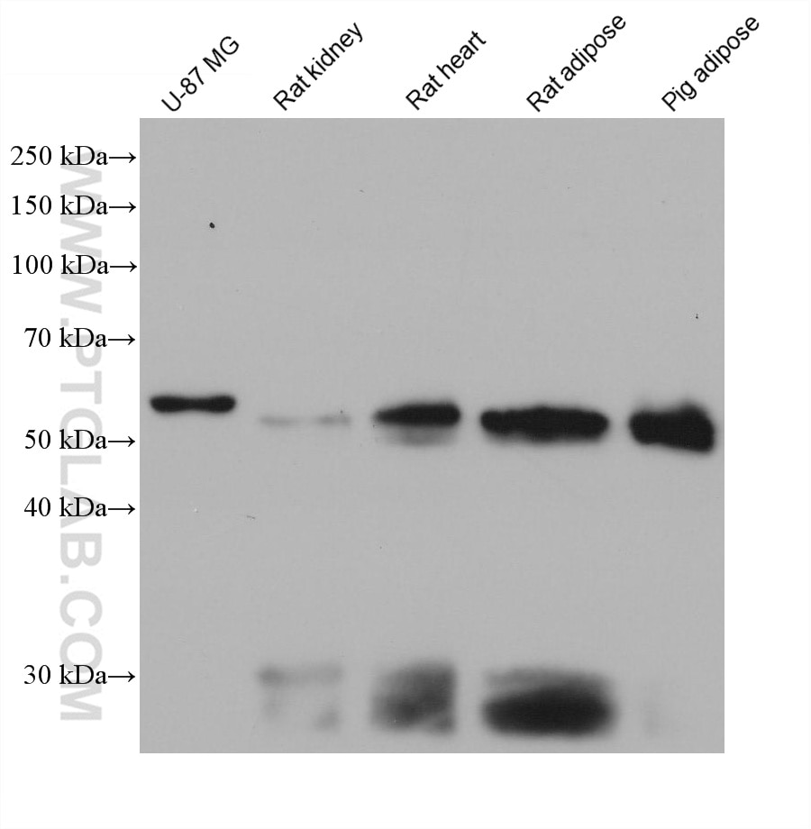 Western Blot (WB) analysis of various lysates using FOXC2 Monoclonal antibody (68384-1-Ig)