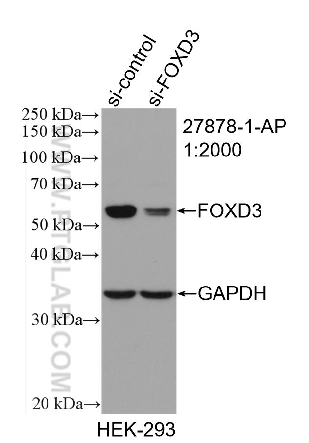 Western Blot (WB) analysis of HEK-293 cells using FOXD3 Polyclonal antibody (27878-1-AP)