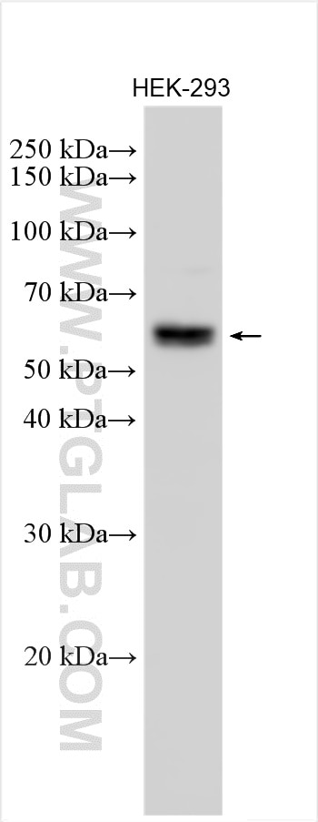Western Blot (WB) analysis of HEK-293 cells using FOXD3 Polyclonal antibody (27878-1-AP)