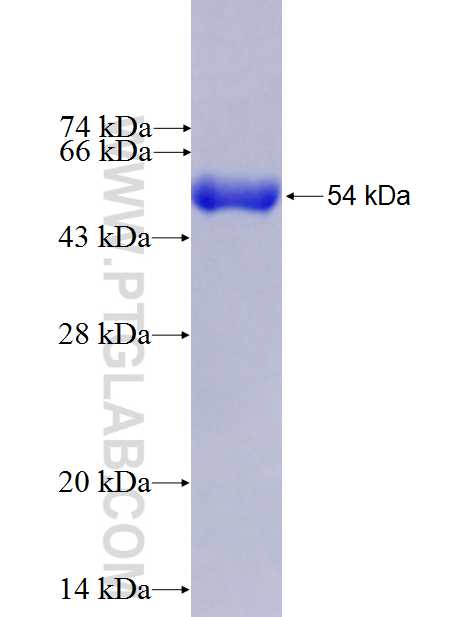 FOXD3 fusion protein Ag27260 SDS-PAGE