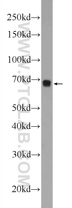 Western Blot (WB) analysis of NIH/3T3 cells using FOXD4 Polyclonal antibody (24835-1-AP)