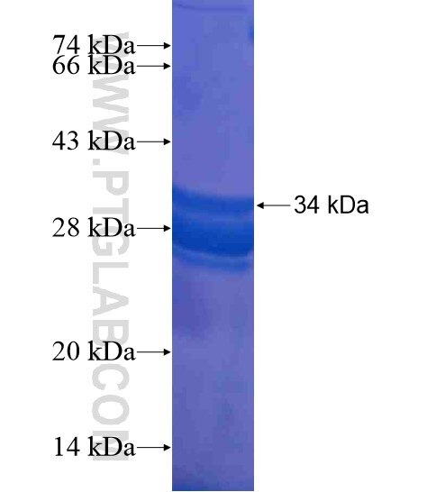 FOXD4 fusion protein Ag19226 SDS-PAGE