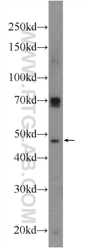 WB analysis of HepG2 using 22081-1-AP