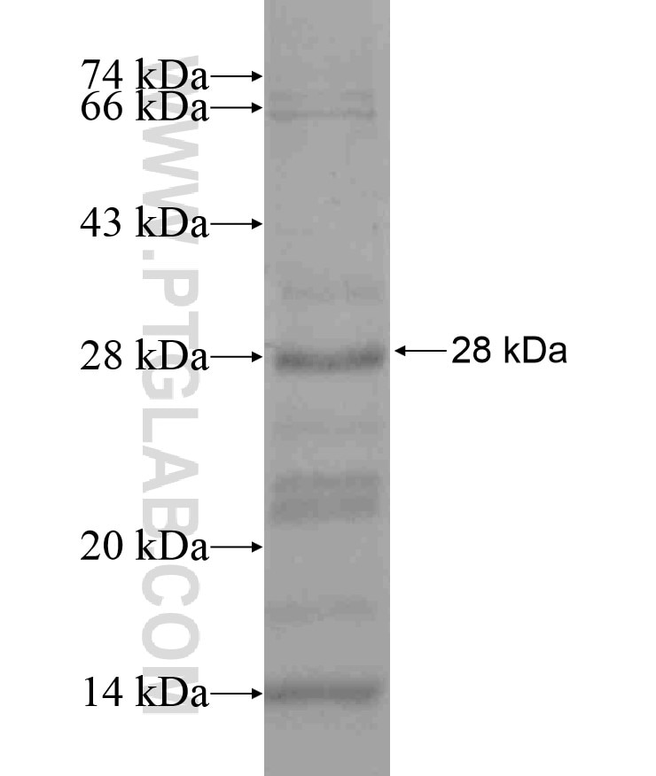FOXD4L6 fusion protein Ag17247 SDS-PAGE