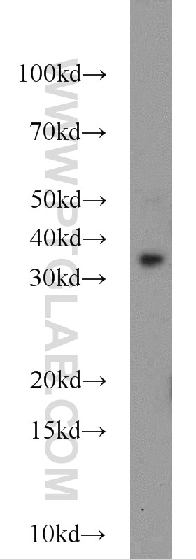 Western Blot (WB) analysis of L02 cells using FOXE3 Polyclonal antibody (55301-1-AP)