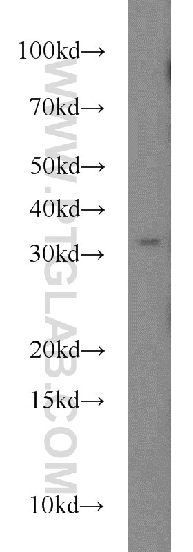 Western Blot (WB) analysis of HepG2 cells using FOXE3 Polyclonal antibody (55301-1-AP)