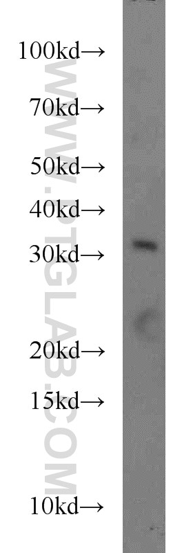 Western Blot (WB) analysis of HepG2 cells using FOXE3 Polyclonal antibody (55301-1-AP)