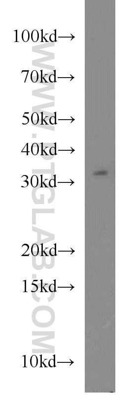 Western Blot (WB) analysis of A375 cells using FOXE3 Polyclonal antibody (55301-1-AP)