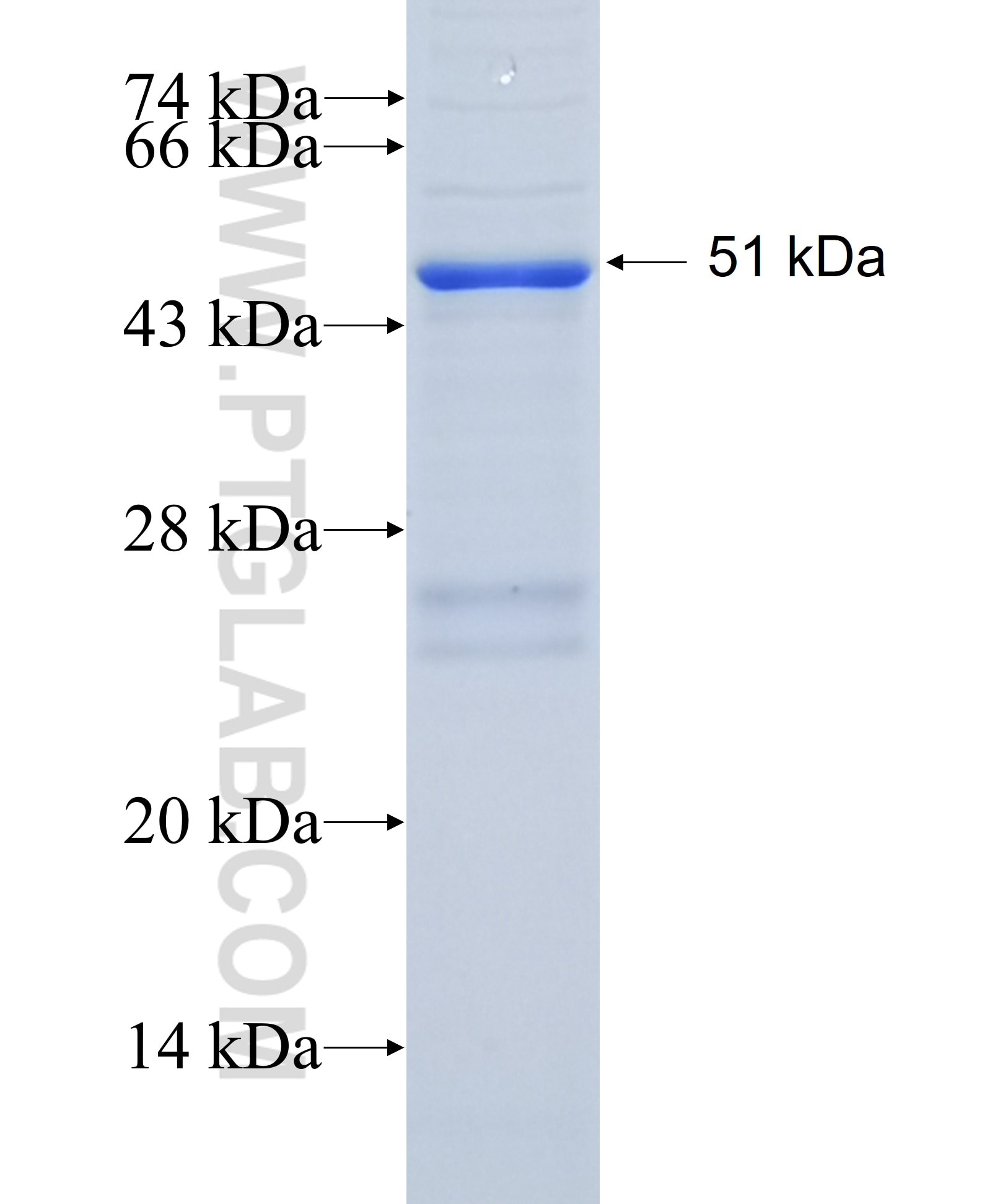 FOXF1 fusion protein Ag34266 SDS-PAGE