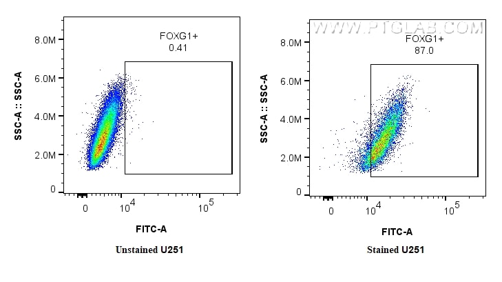 Flow cytometry (FC) experiment of U251 using CoraLite® Plus 488-conjugated FOXG1 Recombinant mo (CL488-85930)