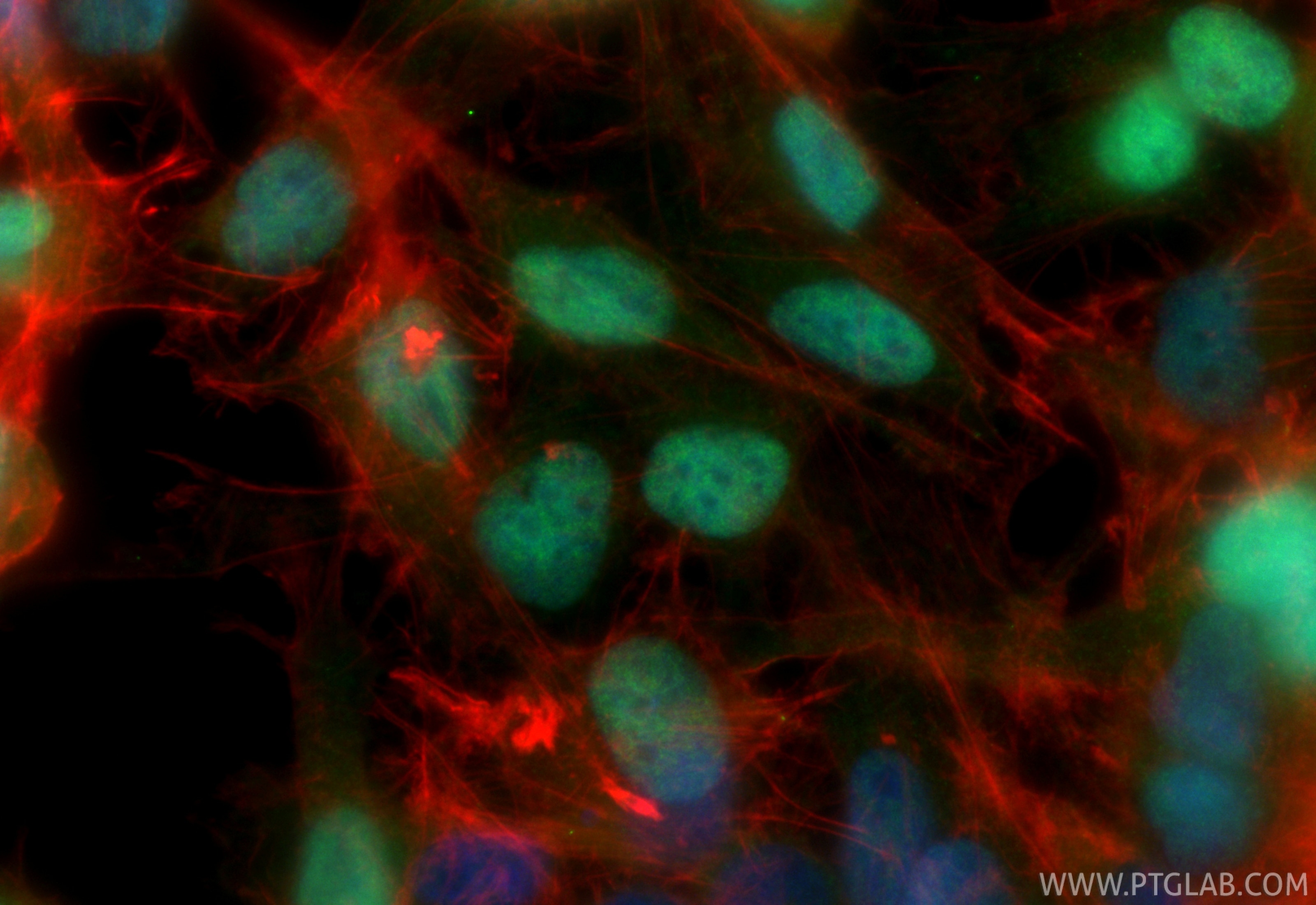 Immunofluorescence (IF) / fluorescent staining of U-251 cells using CoraLite® Plus 488-conjugated FOXG1 Recombinant mo (CL488-85930)