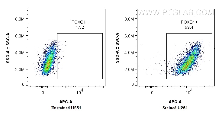 Flow cytometry (FC) experiment of U251 using CoraLite® Plus 647-conjugated FOXG1 Recombinant mo (CL647-85930)